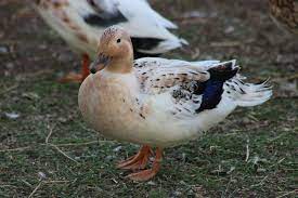 Read on for more information on this versatile breed. Miniature Silver Appleyard Duck Creek Farm