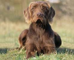Home dogs and puppies united kingdom. 78 Pudel Pointer Ideas Hunting Dogs Dogs Dog Breeds