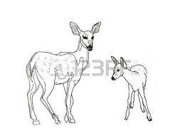 Chevreuil Dessin Hand Drawn Esquisse Realiste De Cerfs Isole Sur Fond Blanc Banque D Images Illustration De Cerf Chevreuil Dessin