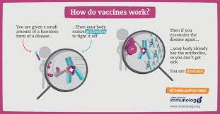 How Vaccines Work British Society For Immunology