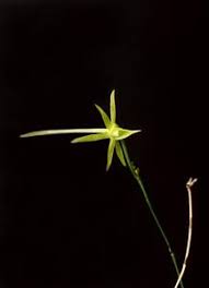 Image result for Angraecum chamaeanthus