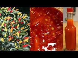 How To Make Fermented Tabasco Sauce Youtube