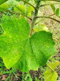 Image result for Jatropha curcas