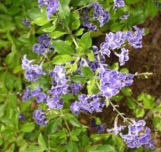 Image result for Duranta erecta