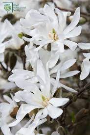 Magnolia Stellata Star Magnolia Rhs Gardening Garden Shrubs Magnolia Stellata Cottage Garden Plants