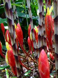 Image result for Costus