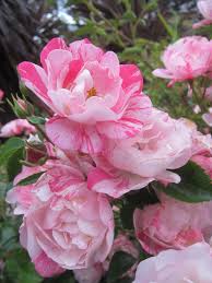 Huge collection, amazing choice, 100+ million high quality, affordable rf and rm images. Pin On Flower Carpet Rose Pink Splash