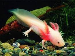 We did not find results for: 8 Water Dog Pics Ideas Water Dog Fish Pet Axolotl