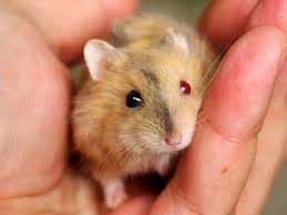 Black And White Syrian Hamster For Sale Brindle Argente Hamster Odd Eyed Hamster Cute Hamsters Winter White Hamster