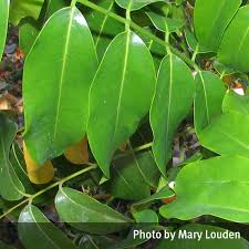 Check spelling or type a new query. Black Bean Castanospermum Australe Qpic