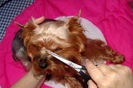 96 Yorkie Ideas Yorkie Yorkie Puppy Yorkshire Terrier Puppies