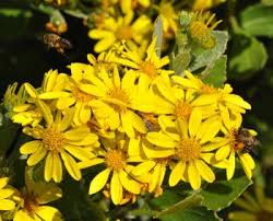 Image result for Chrysanthemoides monilifera
