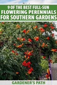 A collection of the best flowering trees for zone 9. The 9 Best Full Sun Flowering Perennials For Zones 7 11 Gardener S Path