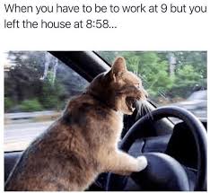 Your daily dose of fun! 25 Consensual Belly Rubbin Caturday Memes To Make This Day The Best Day Lustig Lustige Katzen Katzen Lustige Spruche