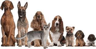 The major dog food manufacturers clearly feel threatened by the natural feeding movement and there is definitely a campaign to discredit raw feeding. Feeding Calculator True Carnivores