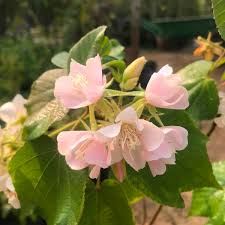 Image result for Dombeya