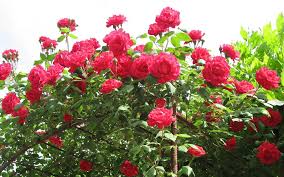 1:13 stock photos recommended for you. Rose Flower Wallpapers Hd Wallpaper Cave