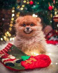 (3) pet photography, portrait photography. 8 Best Tips For Taking The Cutest Pet Christmas Photos
