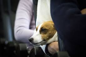 Delta Bans Support Animals From Long Flights And No Puppies