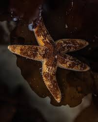 Image result for Eriosema pumilum