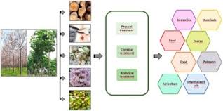 Check spelling or type a new query. Potential Of Paulownia Sp For Biorefinery Sciencedirect