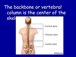 Backbone spine in a man shape for logo design illustration on a white isolated background vector. The Skeletal System 5 Functions Of The Skeletal System Shape And Support Movement Protection Of Internal Organs Production Of Blood Cells Storage Of Ppt Download