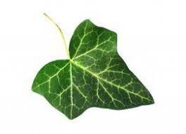 Posts About Shrine On The Flaming Thyrsos Ivy Plants Poison Ivy Plant Pictures Poison Ivy Plants