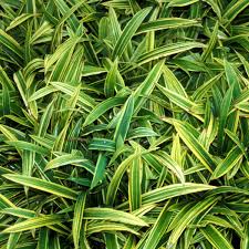 Image result for Carex johnstonii