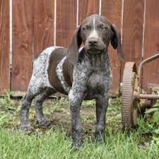Click here to be notified when new german shorthaired pointer puppies are listed. Emma German Shorthaired Pointer Puppy 602211 Puppyspot