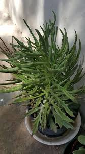 Pin On Different Forms Shapes Of Cactus And Succullents