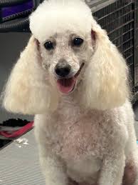 Bonnies Grooming Gallery