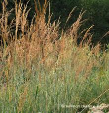 Image result for Sorghastrum nudipes