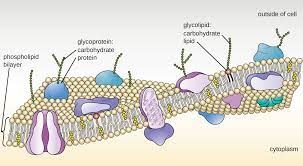 Unique Characteristics Of Eukaryotic Cells Microbiology