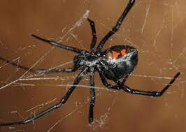 Black widows, named for their deadly courtship practices, are venomous spiders that are found all over the world. Envenomations By Widow Recluse And Medically Implicated Spiders Springerlink