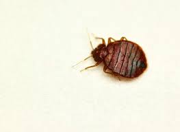 Check spelling or type a new query. Don T Let The Bed Bugs Hitchhike Wiscontext