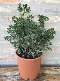 Le piantine di portulaca devono essere annaffiate con attenzione. Pianta Di Portulaca Oleracea Vendita