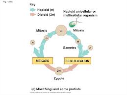 Animal zygote is a(n) haploid cell. Meiosis And Sexual Life Cycles Online Presentation