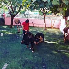Kopek Hoteli Maltepe Maltepe Istanbul 0 543 390 10 Birmilyonnokta