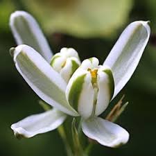 Image result for Ximenia afra