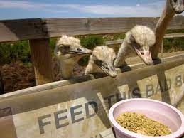 Maybe you would like to learn more about one of these? Ostrichland Usa Off 101 In Solvang One Cool Thing Every Weekend