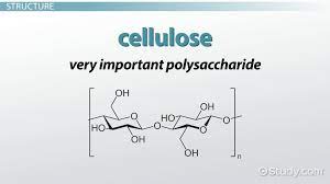 We did not find results for: Cellulose In Plants Function Structure Video Lesson Transcript Study Com
