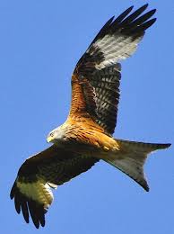 Pin On Birds Of Prey