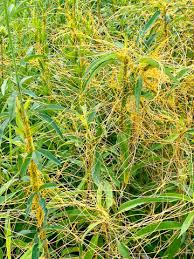 Image result for Cuscuta australis