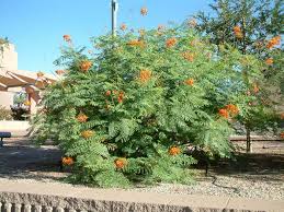 Image result for Caesalpinia rostrata
