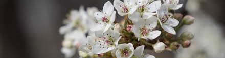 Image result for Lippia javanica