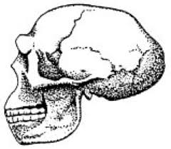 Archäologische befunde und die verbreitung von haplogruppen zeigen: Homo Erectus Pekinensis Lexikon Der Biologie