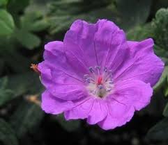 Image result for Geranium sanguineum Max Frei