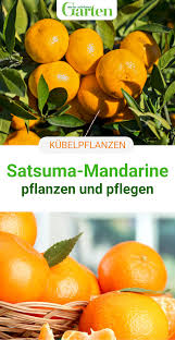 pin auf kubelpflanzen