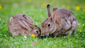 Find pet care near you. Pet Sitting Services Home Visits Furrylittlerascals