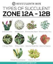 Clay soils can be amended with coarse sand, pumice or lava rock to create the essential drainage. Choosing Succulents For Zone 11 12 Hawaii And Puerto Rico Succulents Succulent Gardening Succulent Garden Diy